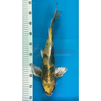 Kinki Utsuri longfin Suda 40cm