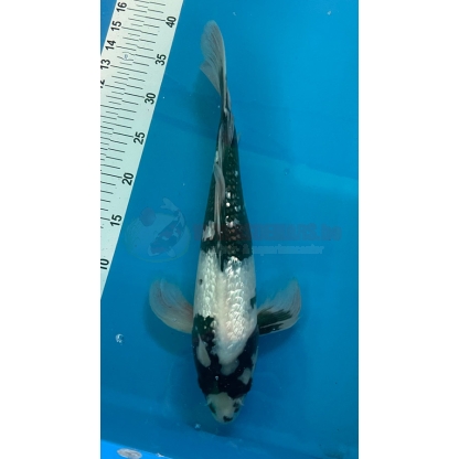 Shiro Utsuri longfin Suda 40cm